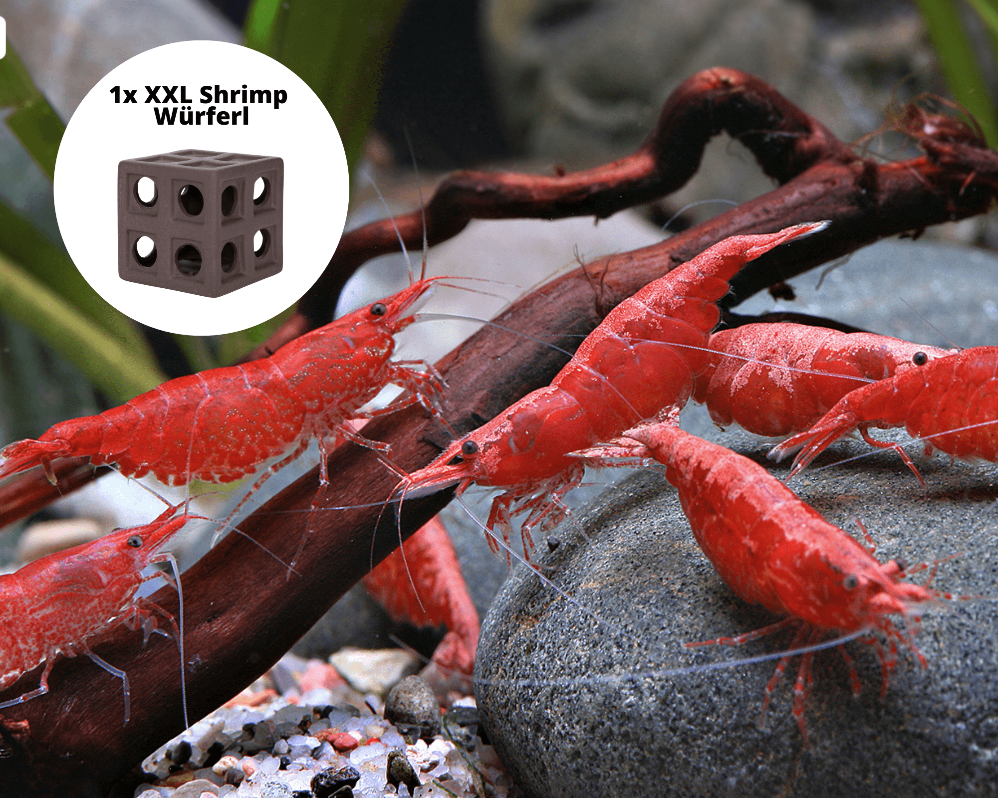 Red Cherry Shrimp (Neocaridina davidi)